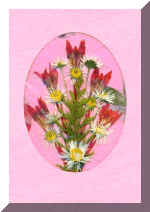 PressFlowerCard7.jpg (54177 bytes)