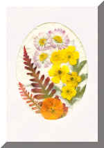 PressFlowerCardNew6.jpg (43171 bytes)